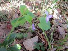 Viola sacchalinensis