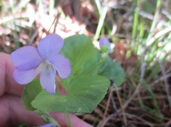 Viola sacchalinensis