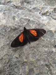 Altinote trinacria chea