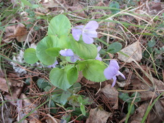 Viola sacchalinensis