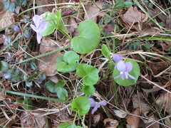 Viola sacchalinensis