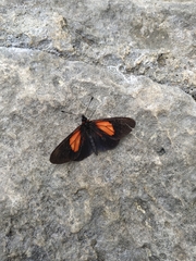 Altinote trinacria chea