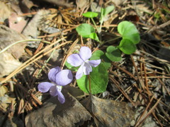 Viola sacchalinensis