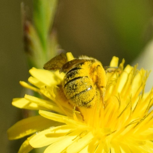 Titus's Sweat Bee photo 3
