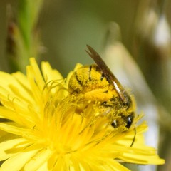 Lasioglossum titusi
