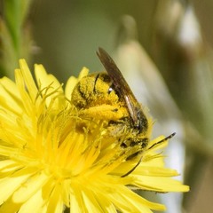 Lasioglossum titusi