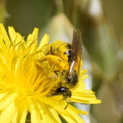 Lasioglossum titusi