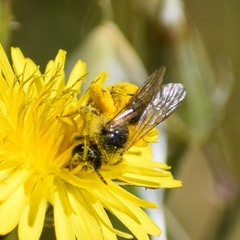 Lasioglossum titusi