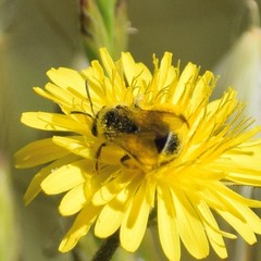 Lasioglossum titusi