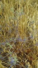 Eryngium creticum