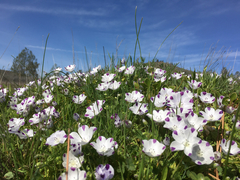 Nemophila maculata