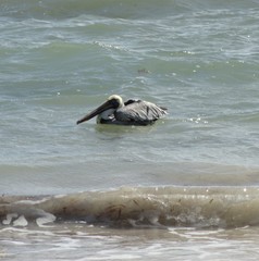Pelecanus occidentalis