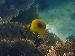 Chaetodon speculum