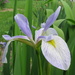 Iris virginica shrevei - Photo (c) Bob Gutowski, algunos derechos reservados (CC BY-NC-SA)