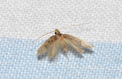 Lecithocera imprudens