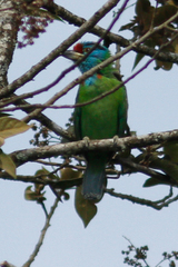 Psilopogon asiaticus