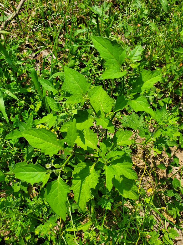 eastern black nightshade from Leon County, TX, USA on April 18, 2024 at ...