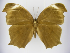 Haydonia pythia