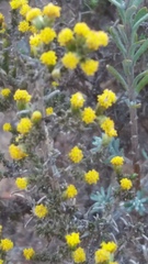 Marasmodes fasciculata