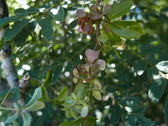 Dioscorea bemarivensis