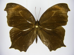 Haydonia pythia