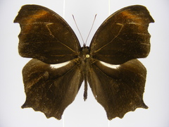 Haydonia pythia