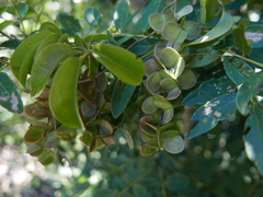 Dioscorea bemarivensis