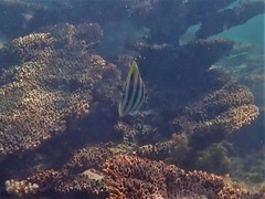 Parachaetodon ocellatus