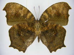 Haydonia pythia