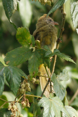 Pycnonotus flavescens