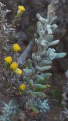 Marasmodes fasciculata
