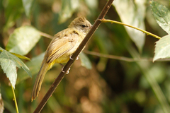 Pycnonotus flavescens