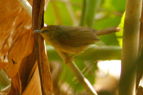 Mixornis gularis