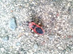 Haematoloecha nigrorufa