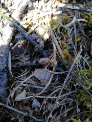 Eurydema gebleri