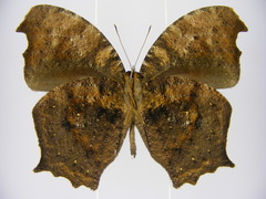 Haydonia pythia