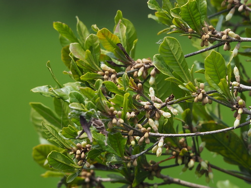Synsepalum dulcificum
