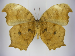 Haydonia pythia