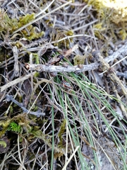 Eurydema gebleri