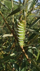 Rothschildia jacobaeae