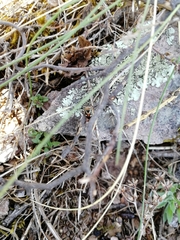Eurydema gebleri