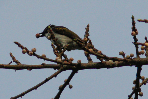 Hemixos flavala