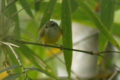 Abroscopus superciliaris