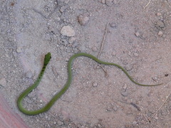 Philothamnus hoplogaster