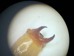 Dendroides ephemeroides