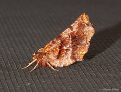 Selenia alciphearia