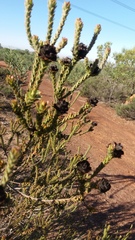 Leucadendron thymifolium