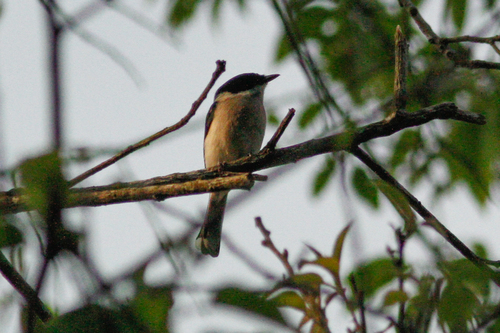 Hemipus picatus