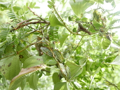 Dioscorea buckleyana