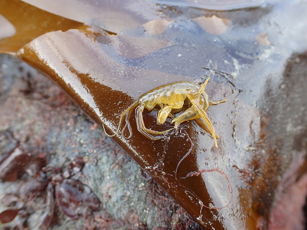 Kelp-curler amphipod